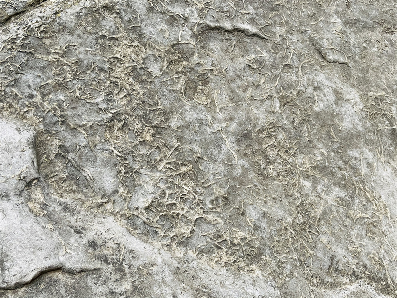 生物遗迹化石1.jpg